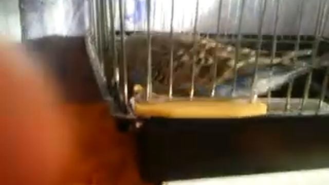 Гоша волнистий папуга