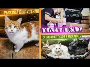 Выпустили Рыжика из КотиЗала. Васек получил штрафной, поместили в КотиЗал. Получаем посылку.