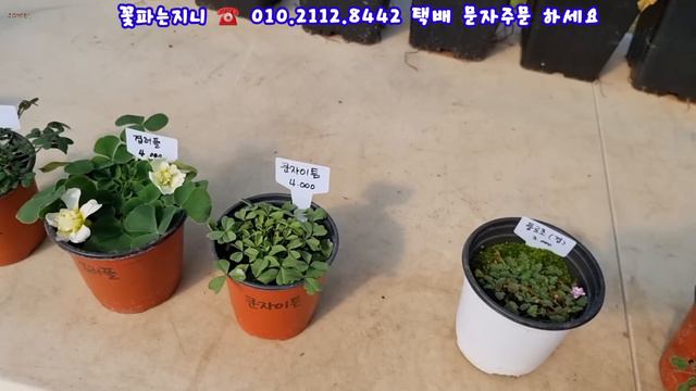 #꽃파는지니의 가을향기#크리스마스15종#클레마티스7종#휴케라6종#싸리4색#초코코스모스#색단초#좀바위국화#여귀#신상사랑초#풍로초3색#신상구근들~