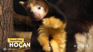 Детеныши Животных, Которых Вы Увидите Впервые