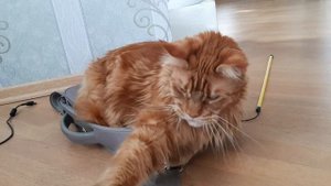 Жизнь Рыжего кота мейн-куна Гарри.