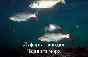 Чёрное море: Луфарь – вандал