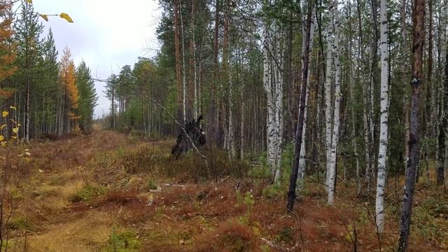 Рябчики, рябчики.  В этом году они везде.
