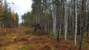 Рябчики, рябчики. В этом году они везде.