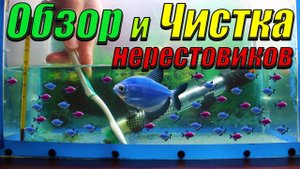 Обзор и чистка нерестовиков с мальками! Кормление артемией мальков тернеции.