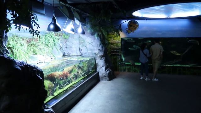 COEX Mall, the largest Asian underground shopping center! смотреть онлайн