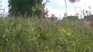 АЛЬДЕРМЫШ ОСЕНЬ...