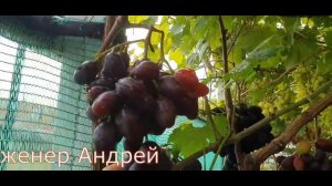 Виноградник моего друга Александра Банеля, г. Столин, Беларусь // Vineyard in Belarus. Impressive!