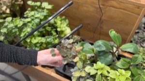 ОБЗОР КОМНАТНЫХ РАСТЕНИЙ В ОГРОМНОМ МАГАЗИНЕ! Я ТАКОГО НЕ ВИДЕЛА НИКОГДА!