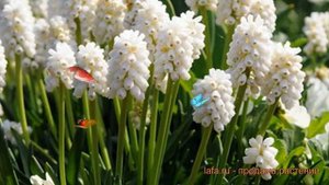 Мускари обыкновенный гроздевидный Альбум ? обзор: как сажать, луковицы мускари гроздевидный Альбум