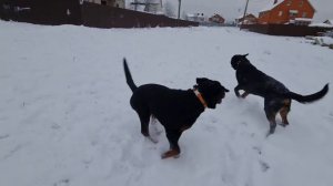 Ротвейлер против Ротвейлера. Красивая замедленая съёмка