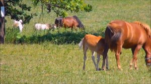 Польша.Конная ферма. Маленький жеребенок.