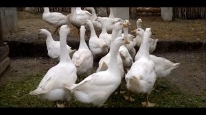 ГУСИ БЕЛЫЕ ИТАЛЬЯНСКИЕ