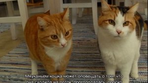 Кошачий язык: разговорник, как общаются коты между собой