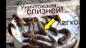 Опытный садовод подскажет как избавиться от слизней и улиток на даче!
