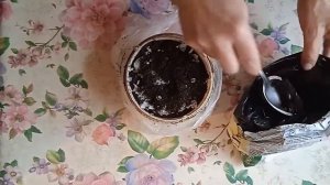 Как вырастить "драконий фрукт" (питахайя)