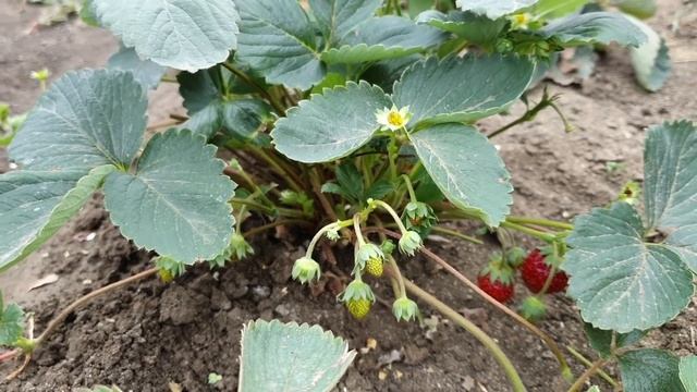 Клубника в июле - августе - что сделать сейчас для хорошего урожая в следующем году! смотреть онлайн