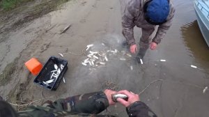 РЫБАЛКА СЕТЯМИ НА СЕВЕРЕ / ЛОВЛЯ РЯПУШКИ НЕВОДОМ / МЫ НЕ БРАКОНЬЕРЫ