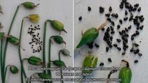 Нарциссы посадка и уход в открытом грунте