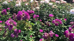 Плантация роз в цвету 2023