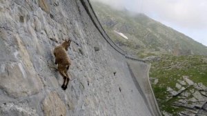 Животные | Горный козёл