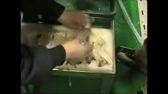 Филетировка для мелкой рыбы