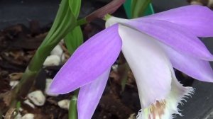 ОРХИДЕЯ ПЛЕЙОНЕ. PLEIONE. УХОД И ЦВЕТЕНИЕ