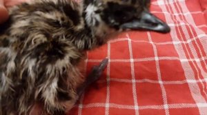 Meet Troodon