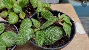 Kenali Bedanya Episcia Part I | Ciri Episcia | Episcia Series #episcia_kebuncilik