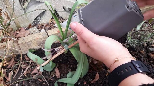 Planting a White Climbing Clematis - Why I love Perennial Plants 🌸 смотреть онлайн