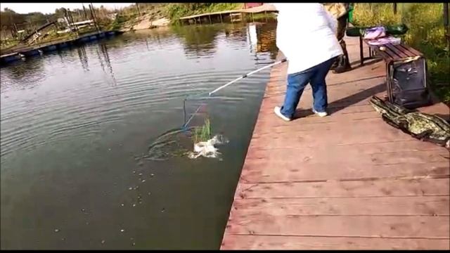 Белый доширак и маггот! Клюет опять на резину! Клевое место, д. Савельево смотреть онлайн