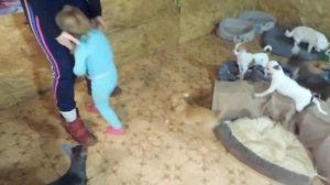 СМОТРЕТЬ ОБЯЗАТЕЛЬНО тем людям кто хочет купить щенка породы ЧИХУАХУА для  РЕБЁНКА !
