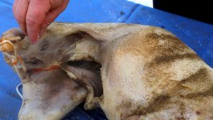 Самый НЕВЕРОЯТНЫЙ РЕЦЕПТ приготовления ЦЕЛОГО БАРАНА в КАЗАНЕ