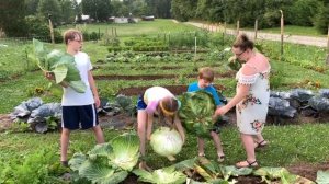 Bonnie Giant Cabbage Harvest ~ weighing massive cabbages!