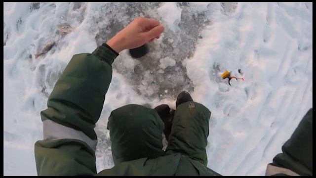 Зимняя ловля окуня на мормышку. Ловим окуня на озере Вильент. смотреть онлайн