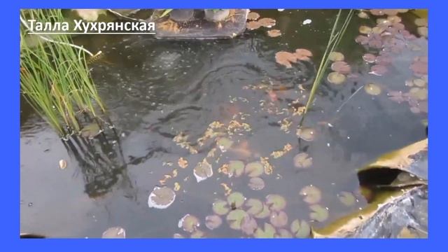 Как улучшить яркость окраса Карпов Кои