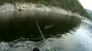Окуни на ВЕРТУШКУ ОТ PONTOON21 ...очень уловистая блесна