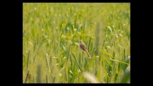 Nikon coolpix l340 zoom and wildlife photography test