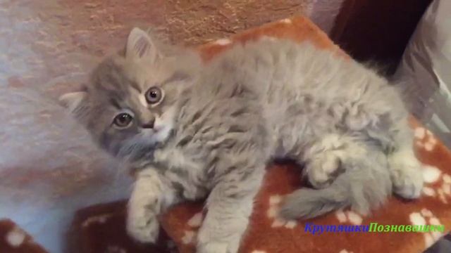 В каком возрасте брать котенка ? Находим ответ
