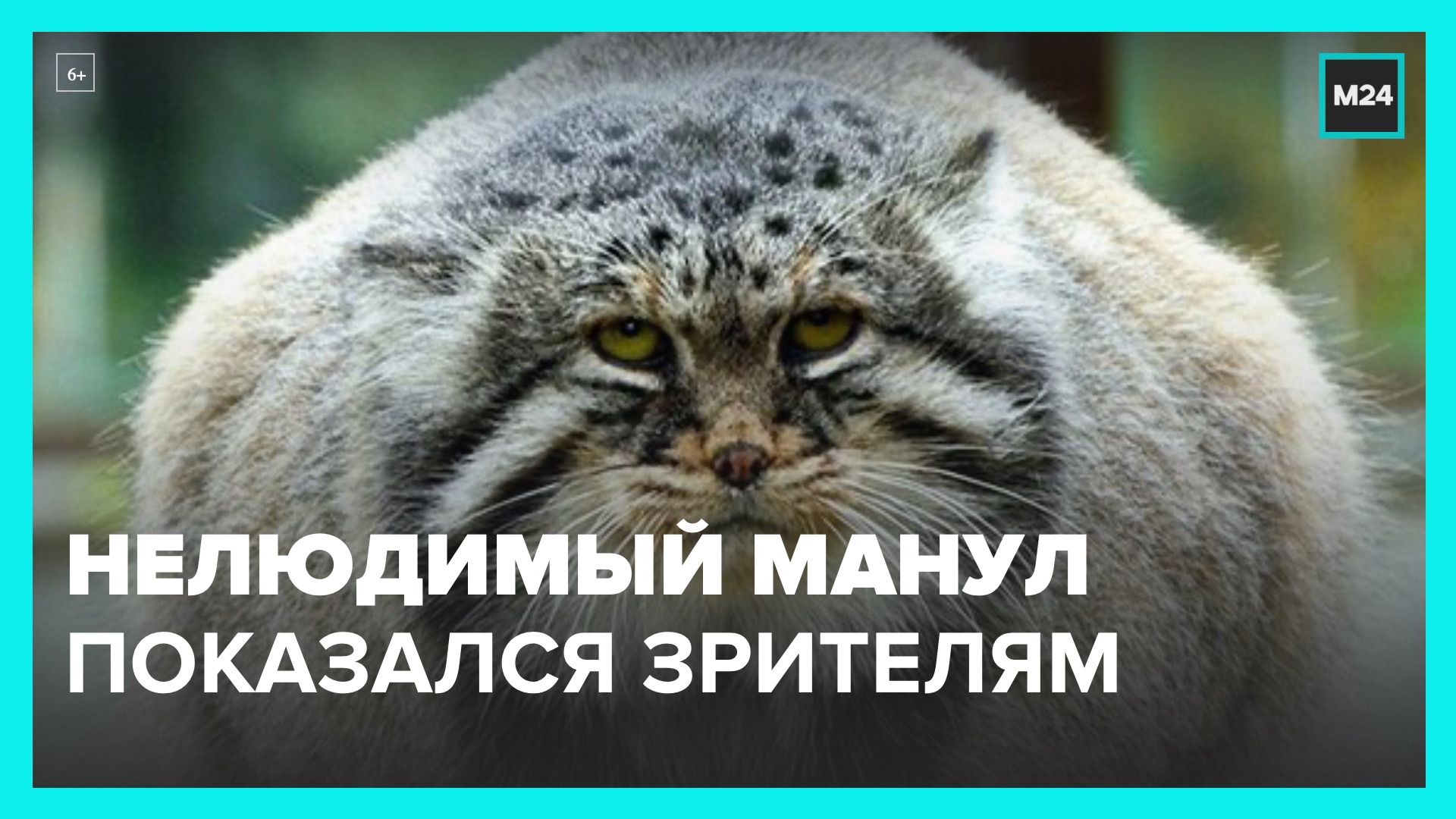 Нелюдимый это. Манул символ Московского зоопарка. Манул в Московском зоопарке 2023.
