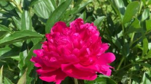 EDWIN C. BILLS (Murawska 1959)