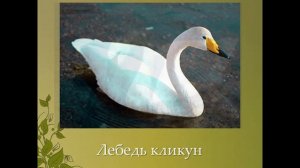 Мир природы и человека. Тема урока:"Птицы".