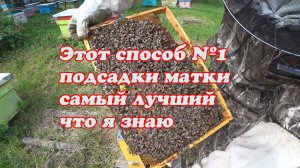ТРИ ПРОВЕРЕННЫХ МНОЙ СПОСОБА ПОДСАДКИ ПЛОДНЫХ МАТОК