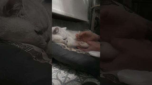 Как снять внутривенный катетер дома коту или собаке. смотреть онлайн