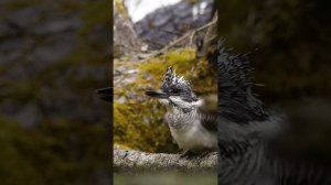 Crested kingfisher (Megaceryle lugubris) #shorts