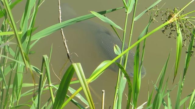Два амура в траве у берега смотреть онлайн