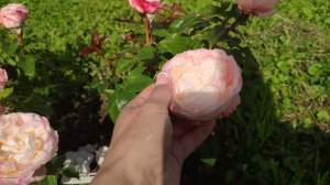 Розы в Подмосковье. Angie Romantica (Meilland) / Анжи Романтика