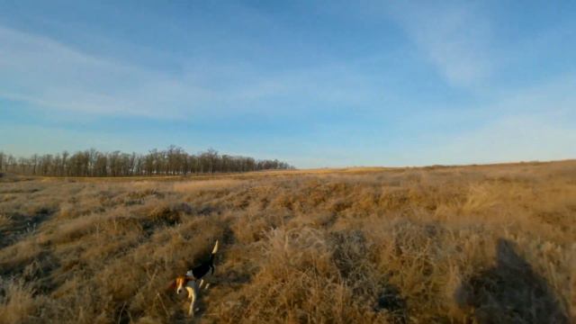 ОХОТА НА КУРАПАТКУ ТЯЖЕЛЫЙ БЫЛ МАРШРУТ ПОСЛЕ COVIDA Huglu Renova Synthetic Black 12x76 L=760 смотреть онлайн