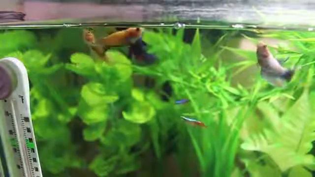 PROPERLY Prep Freeze Dried Bloodworms | Betta Fish смотреть онлайн