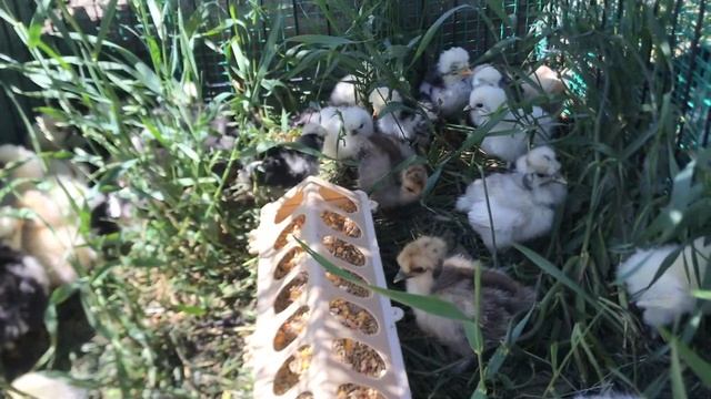 Где держать цыплят? смотреть онлайн